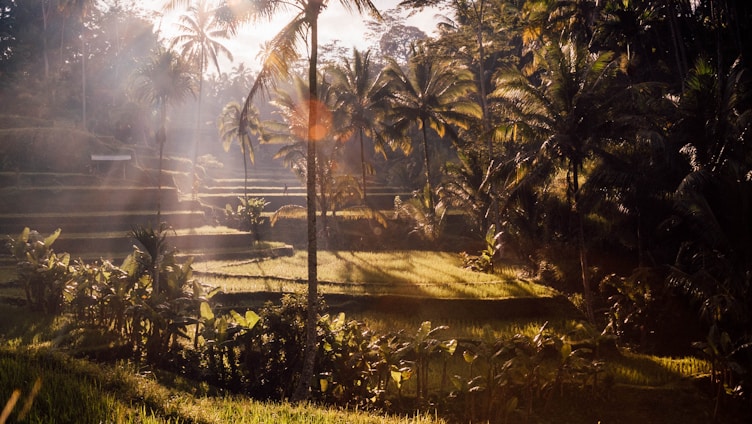Photo of lush Balinese rice terraces under soft morning light symbolizing harmony with nature.