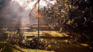 Lush green rice terraces in Bali under soft morning light.