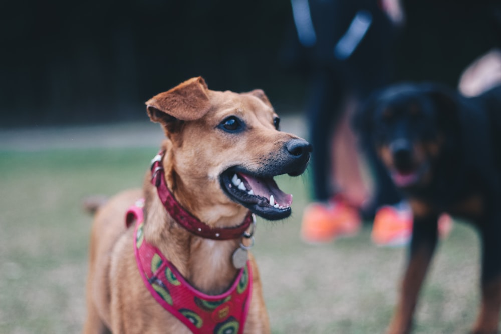 selective focus photography of dog with leash