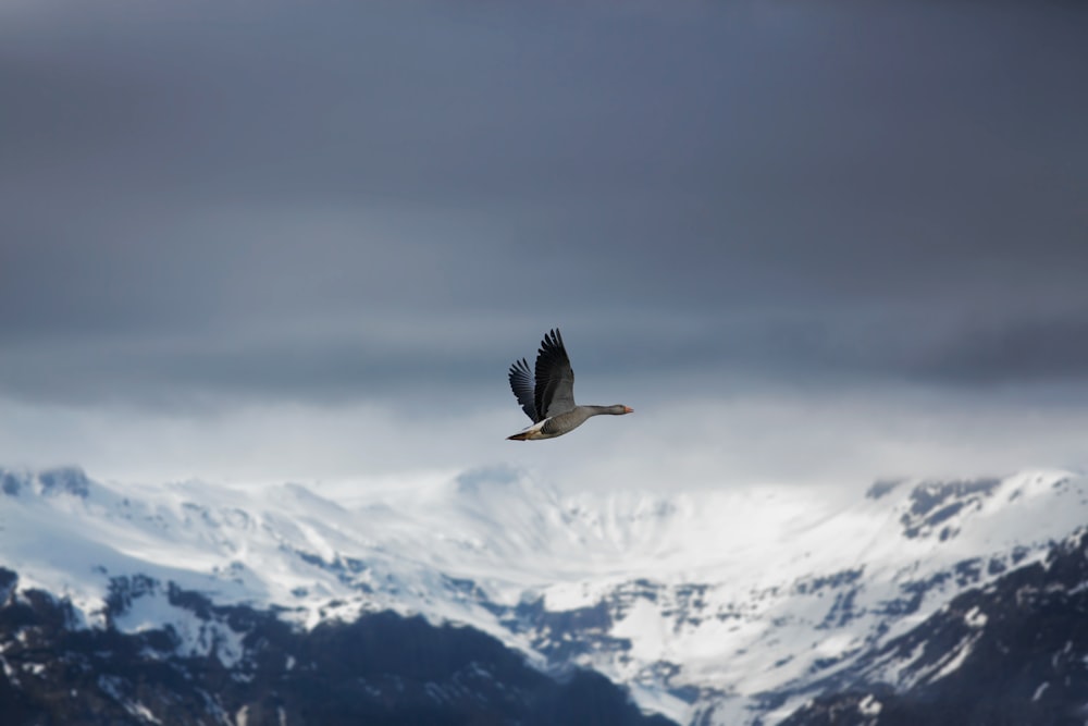 bird flying on the sky