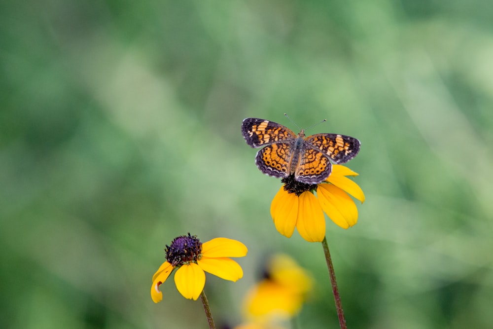 butterfly on top of yellow flower