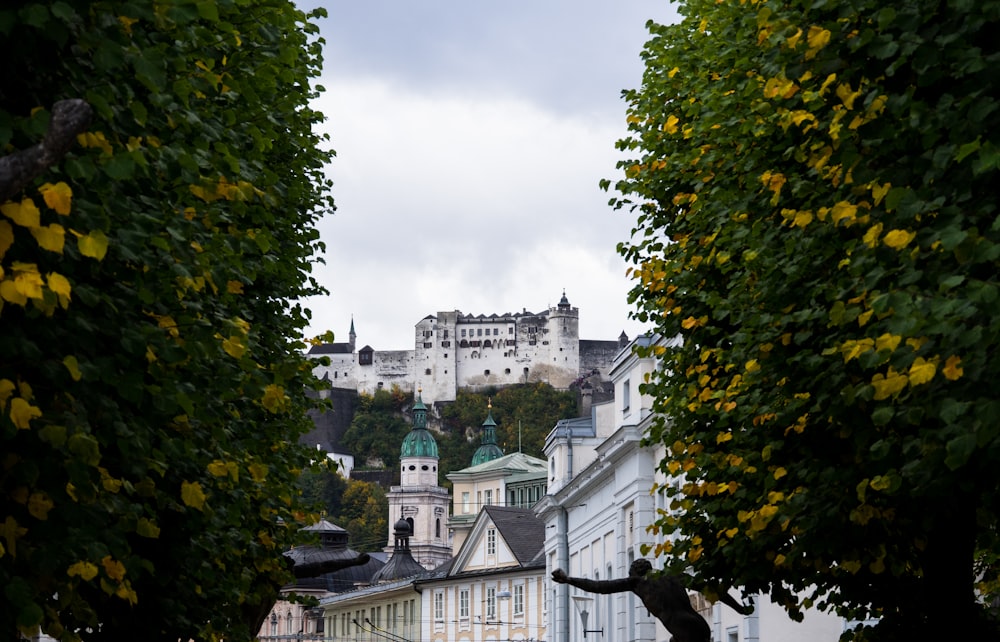 yellow flowering trees with castle in distance