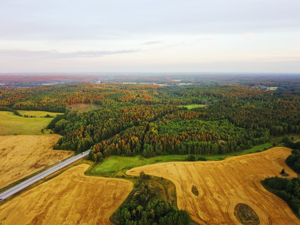 aerial photography of road between trees at daytime