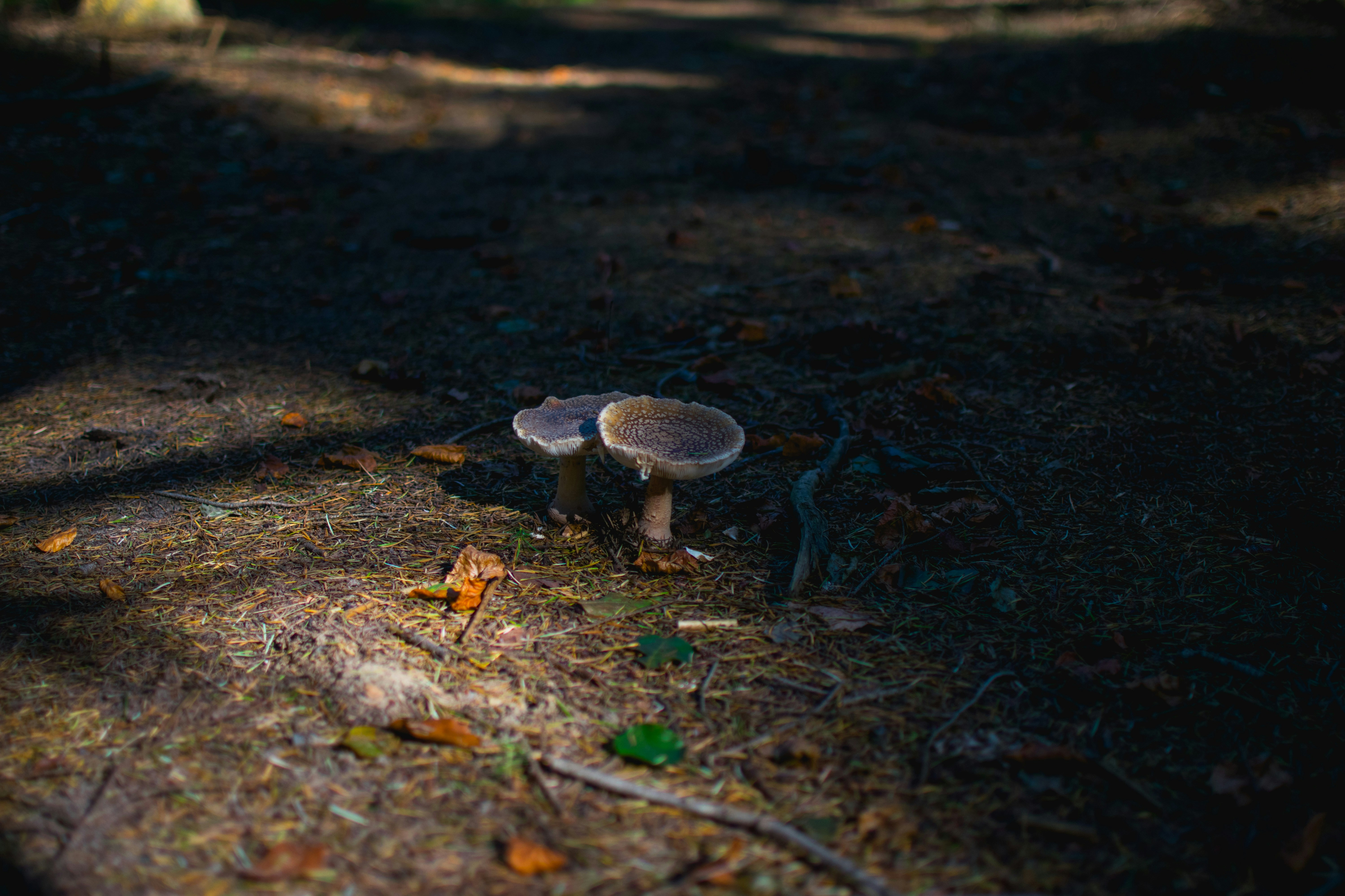 two white mushrooms