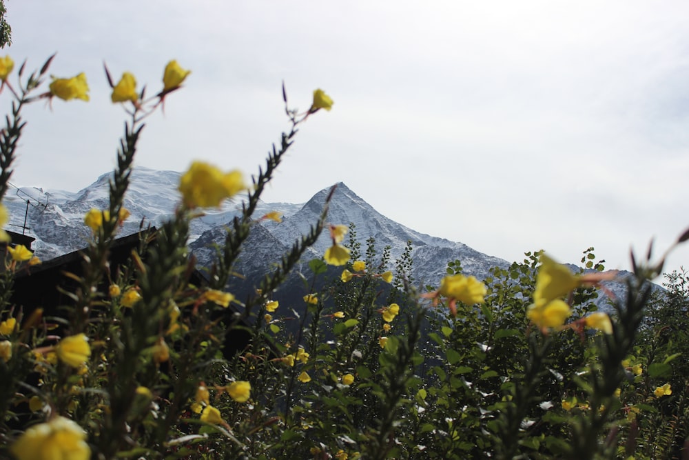 yellow flowers