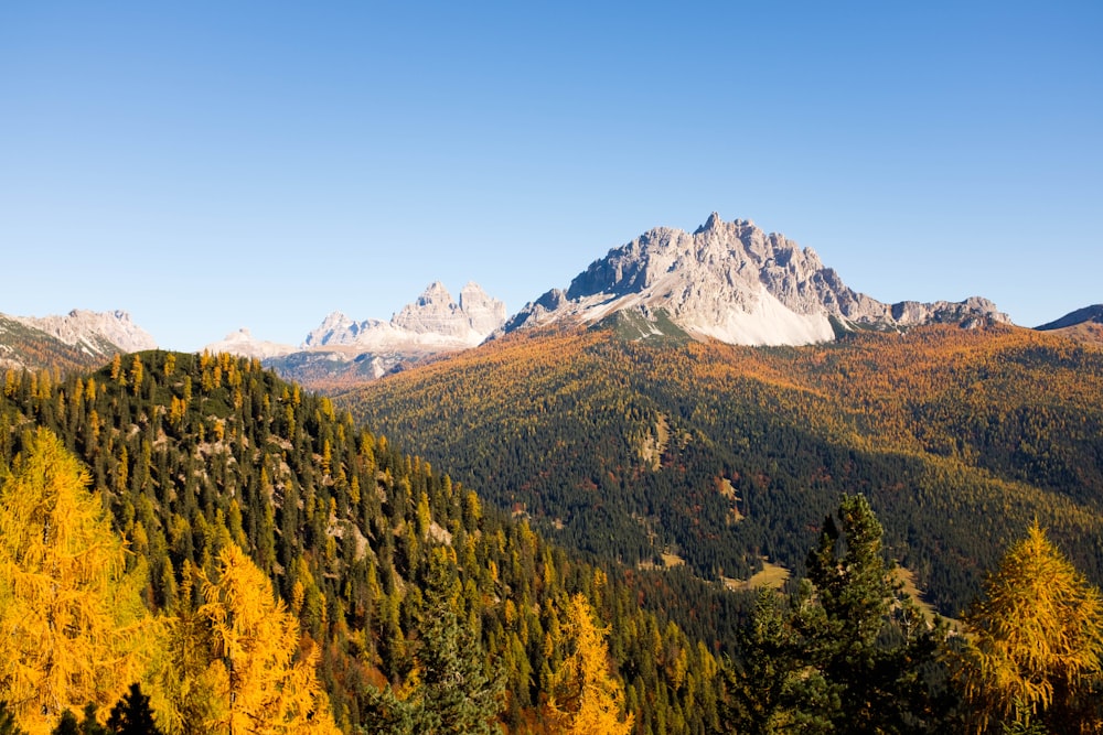 alp mountain near forest