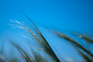 Close-up of soft, green grass blades gently swaying in sunlight