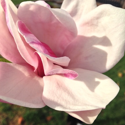 A close-up of a flower with soft pastel tones and delicate details.