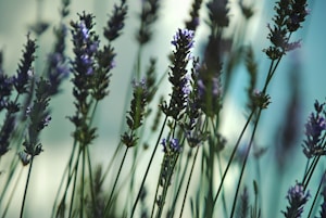 Purple Lavender Bush