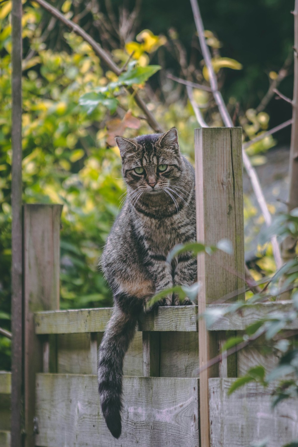 silver tabby cat on wooden fence