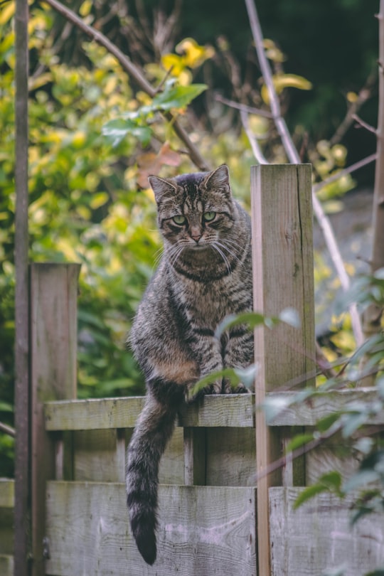 photo of Ghent Wildlife near Belfry of Bruges