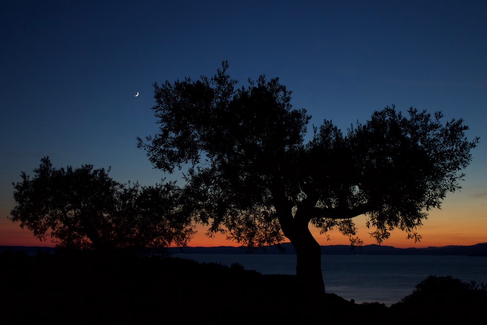 silhouette of tree beside ocean