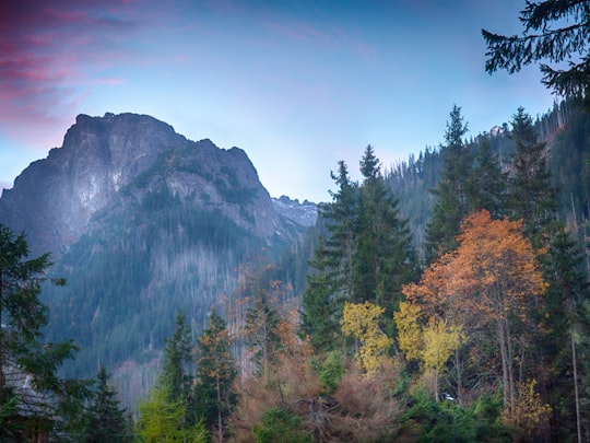 low angle photography of trees and mountains in Morskie Oko Poland