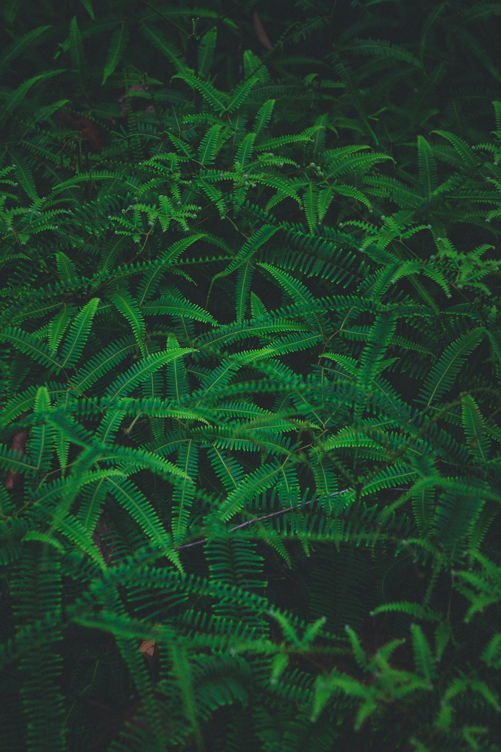 green ferns