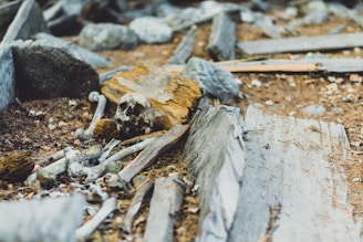 A skull and bones are scattered among wooden debris and rocks on a forest floor. The scene is earthy and abandoned, evoking a sense of historical decay.