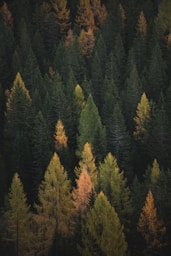 aerial photography of pine trees