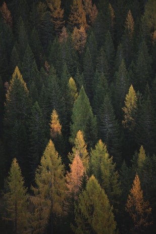 aerial photography of pine trees