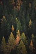Fall tips