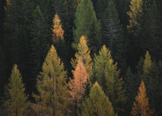 aerial photography of pine trees