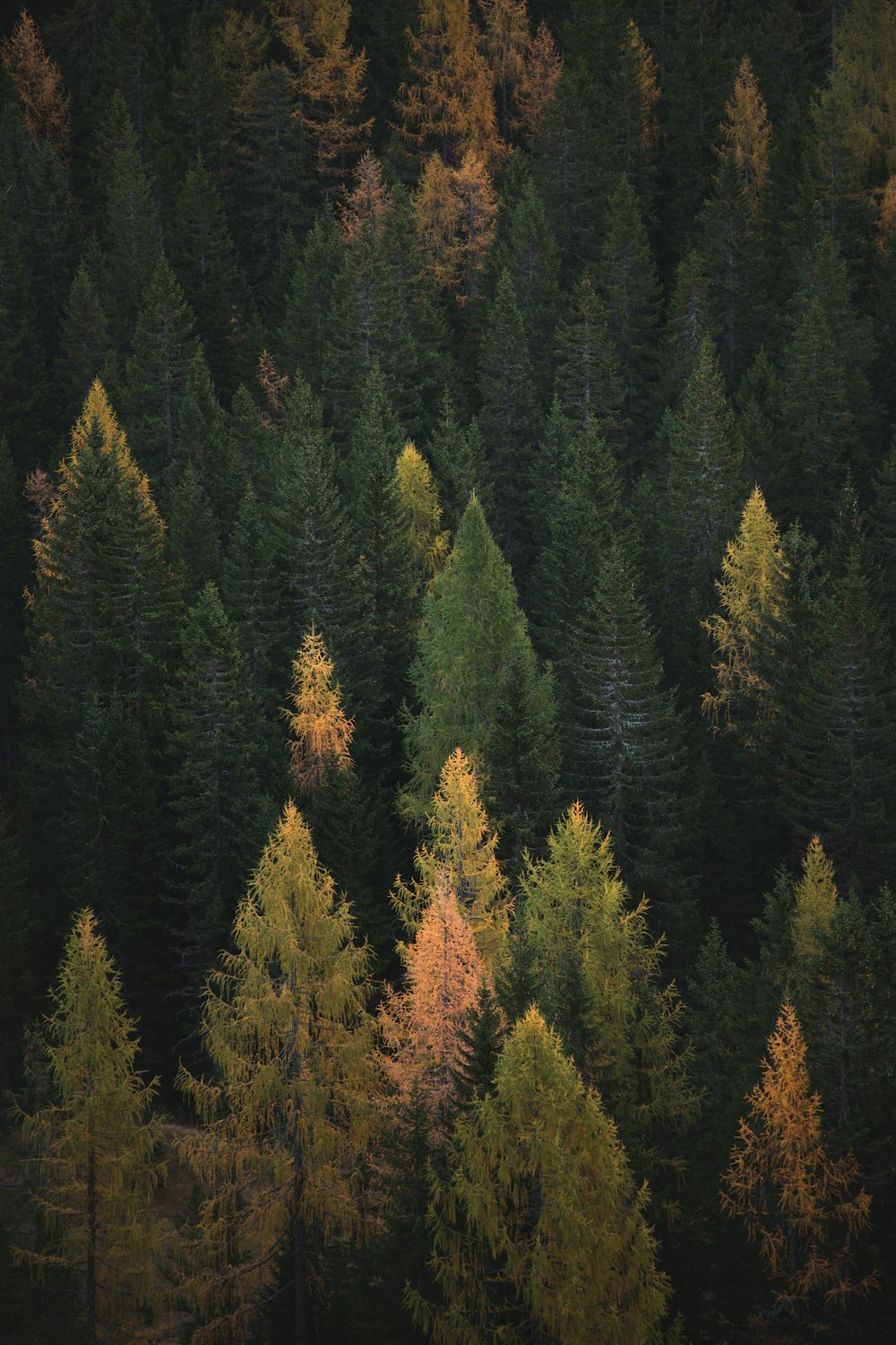 aerial photography of pine trees