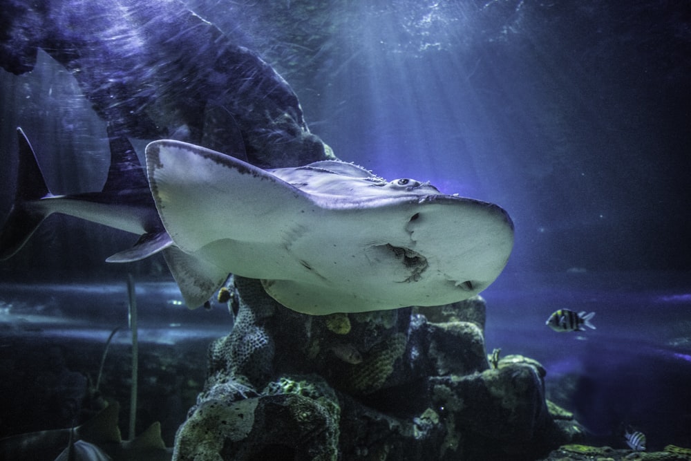 white manta ray swimming underwater