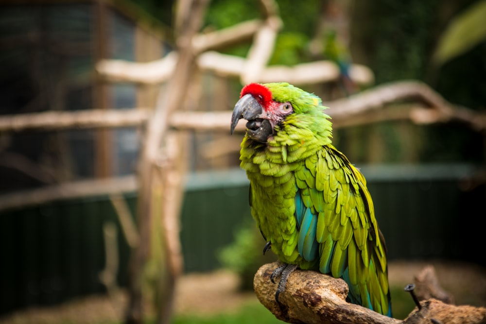 focused photo of a green macaw