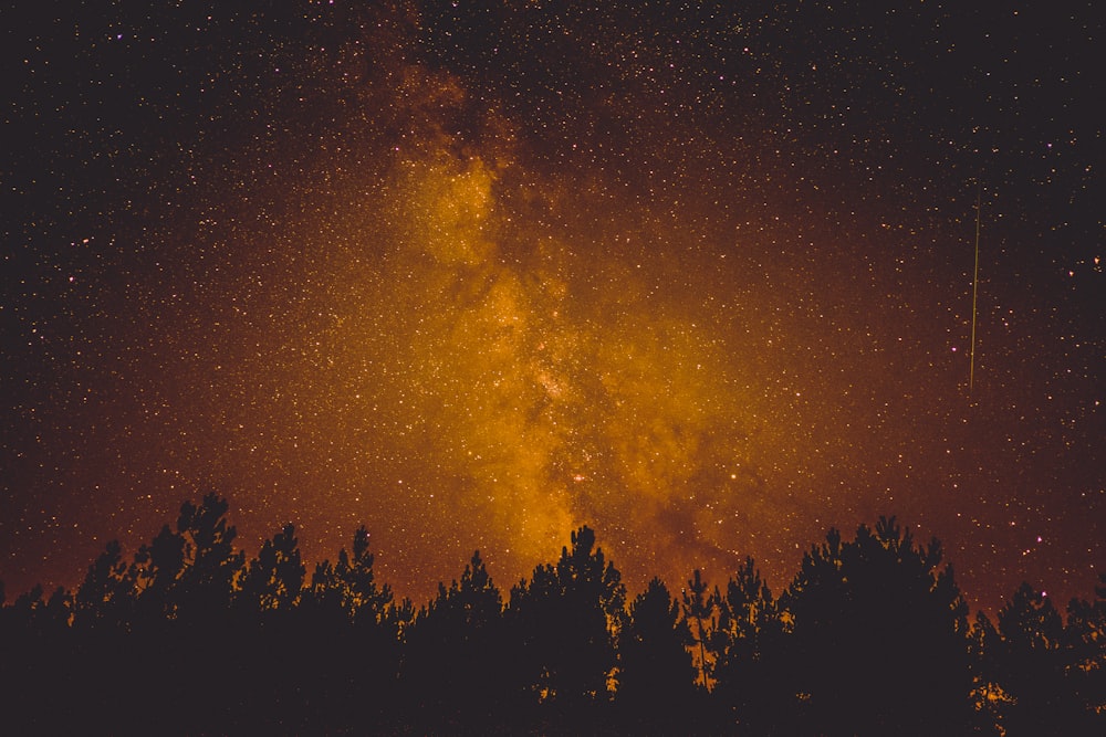 silueta de árboles bajo cielo dorado