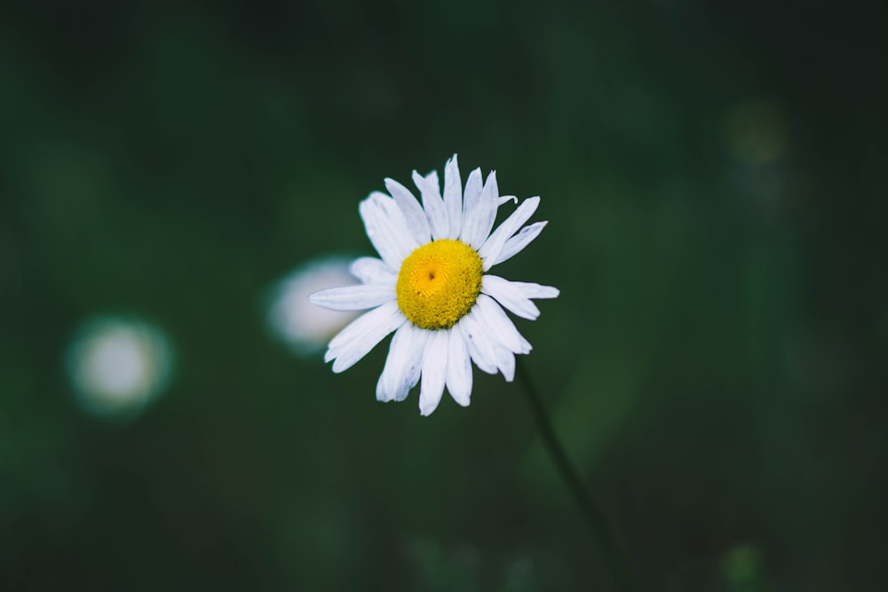 selective focus photography of white petaled flower