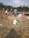 Several people are engaged in agricultural work, gathering and processing crops on a field. The setting is outdoors with grassy and hilly terrain in the background. There are bundles of harvested plants, sacks possibly filled with grains, and plastic bottles on the ground.