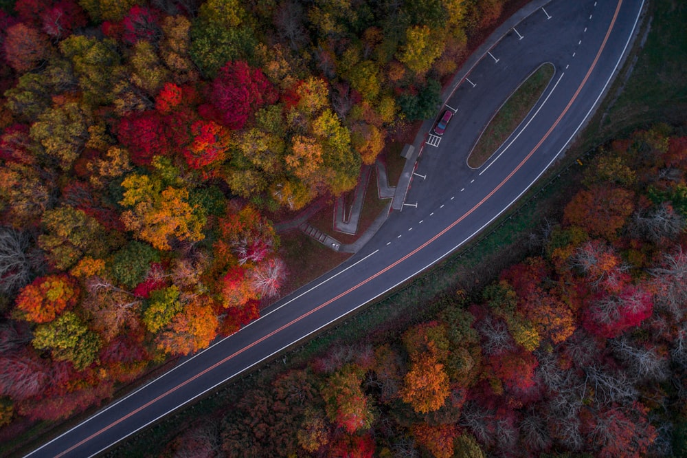 日中の道路や秋の木々の航空写真