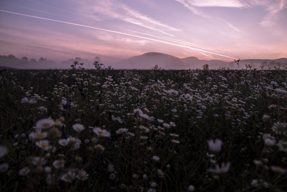 campo di fiori bianchi vicino alla montagna sotto il cielo nuvoloso bianco