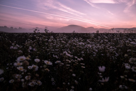 white flowers field near mountain under white cloudy sky in Esztergom Hungary