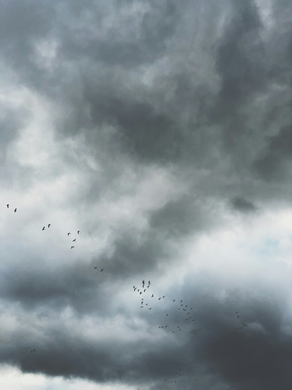 회색 구름 아래를 날고 있는 새들