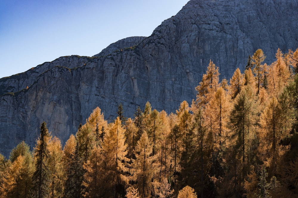 árboles de hojas marrones al lado de la montaña
