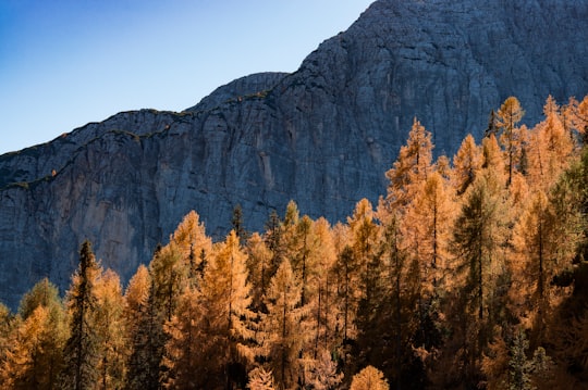 brown leafed trees beside mountain in Lago di Sorapis Italy