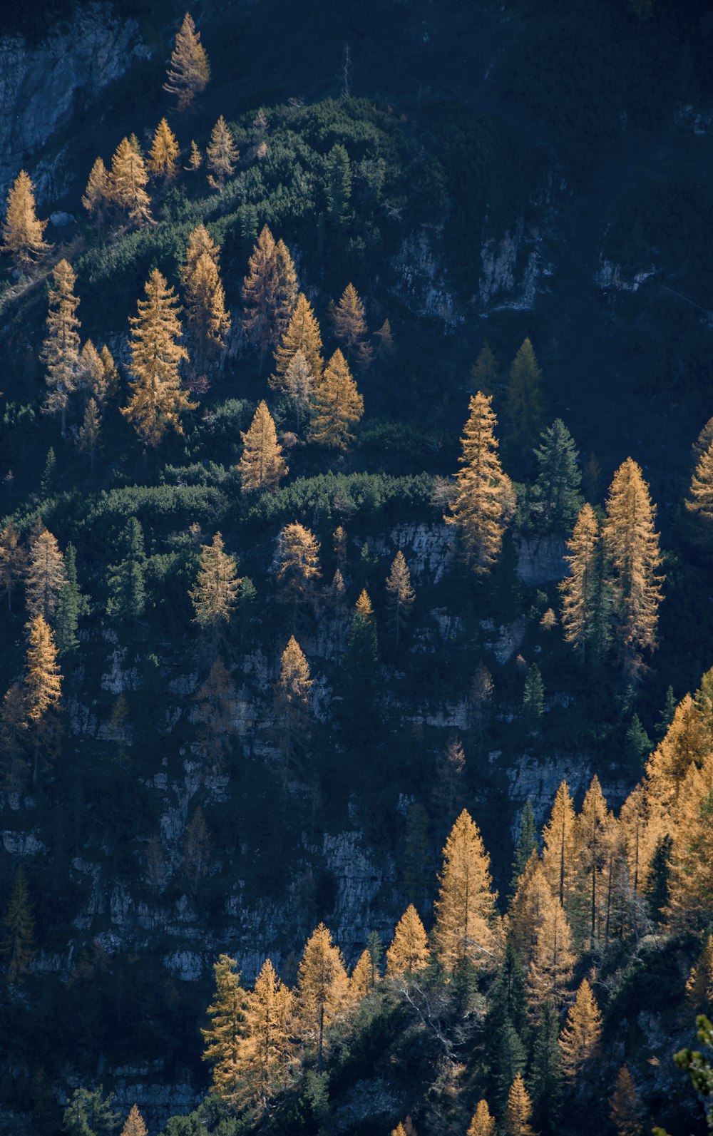 brown and green pine trees