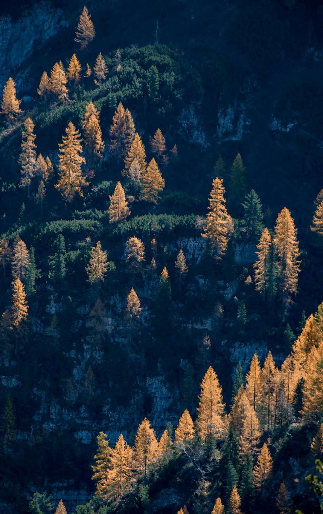 brown and green pine trees