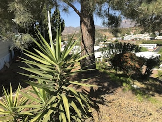A sunny hillside with a prominent yucca plant in the foreground, surrounded by various green shrubs and trees. In the background, a residential area with multiple white-roofed houses is visible, set against a hilly landscape.