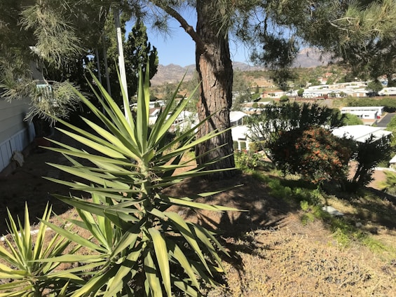 A sunny hillside with a prominent yucca plant in the foreground, surrounded by various green shrubs and trees. In the background, a residential area with multiple white-roofed houses is visible, set against a hilly landscape.