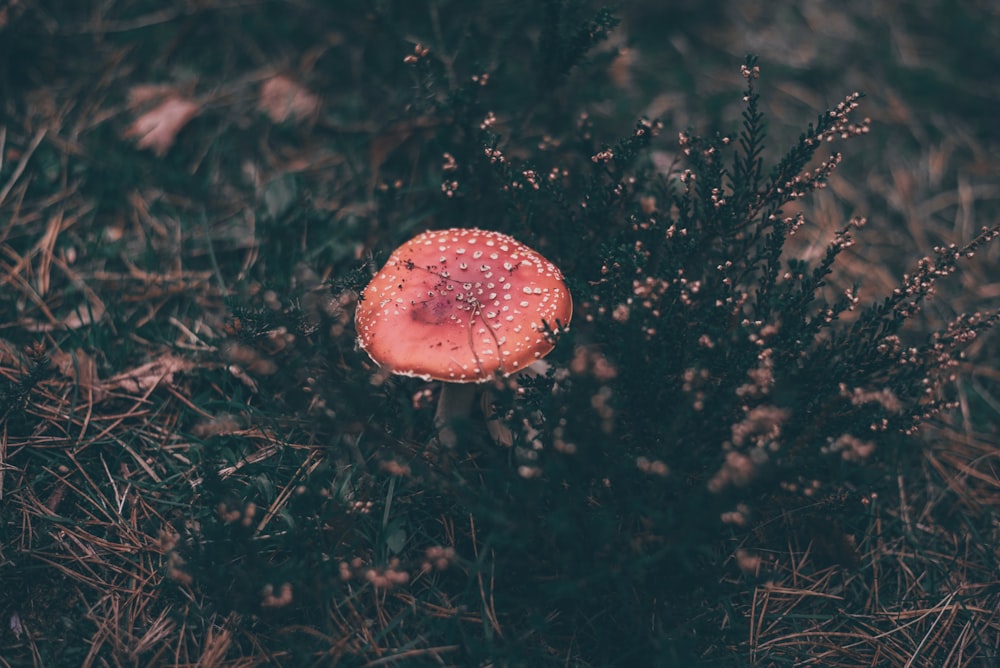 Fotografia a fuoco selettiva di funghi