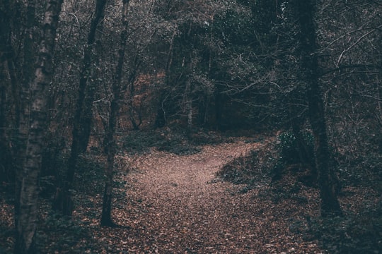 pathway between forest wallpaper in South Downs National Park United Kingdom