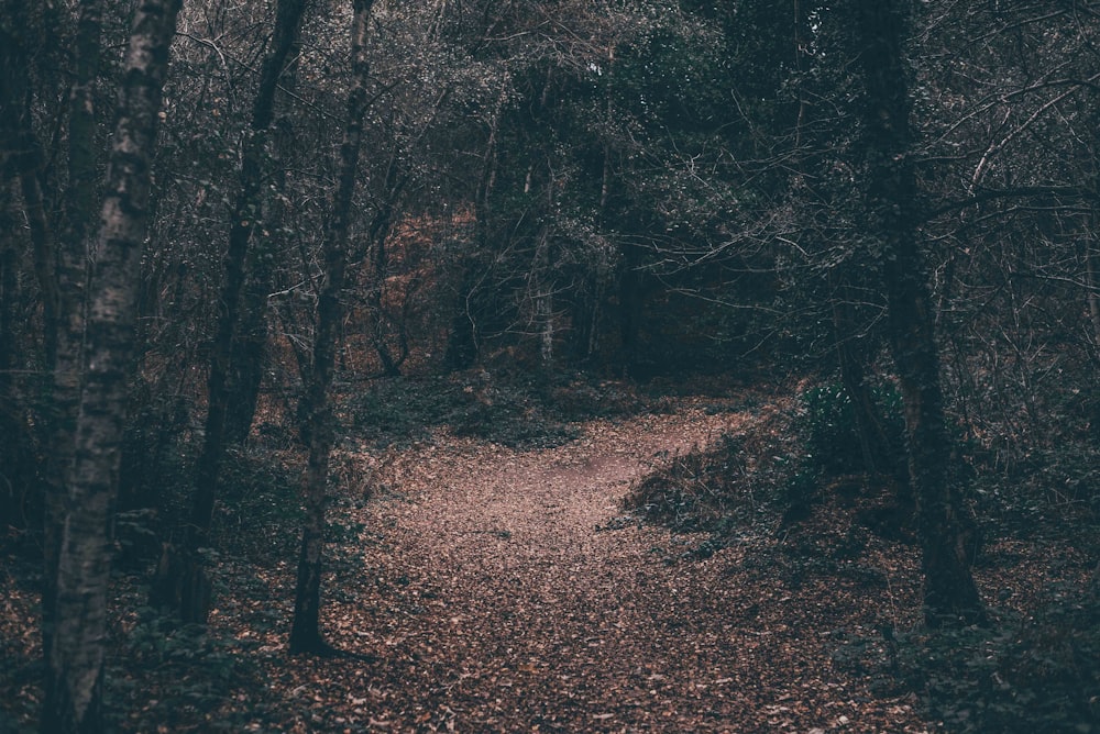 Camino entre el papel pintado del bosque