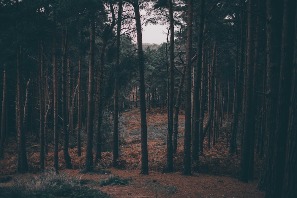 campo coperto di alberi durante il giorno