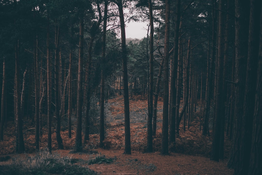 Forest photo spot South Downs National Park Bracknell