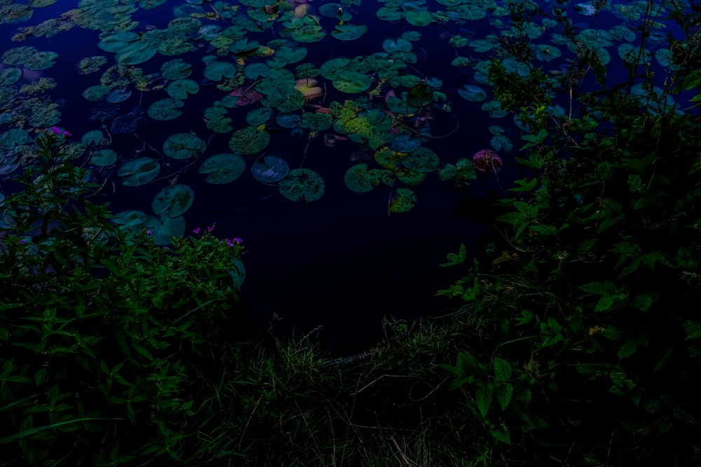 green lily pads on water