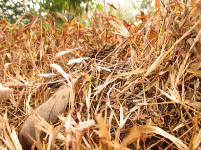Close-up of mulch left behind after cutting heavy grass and weeds.
