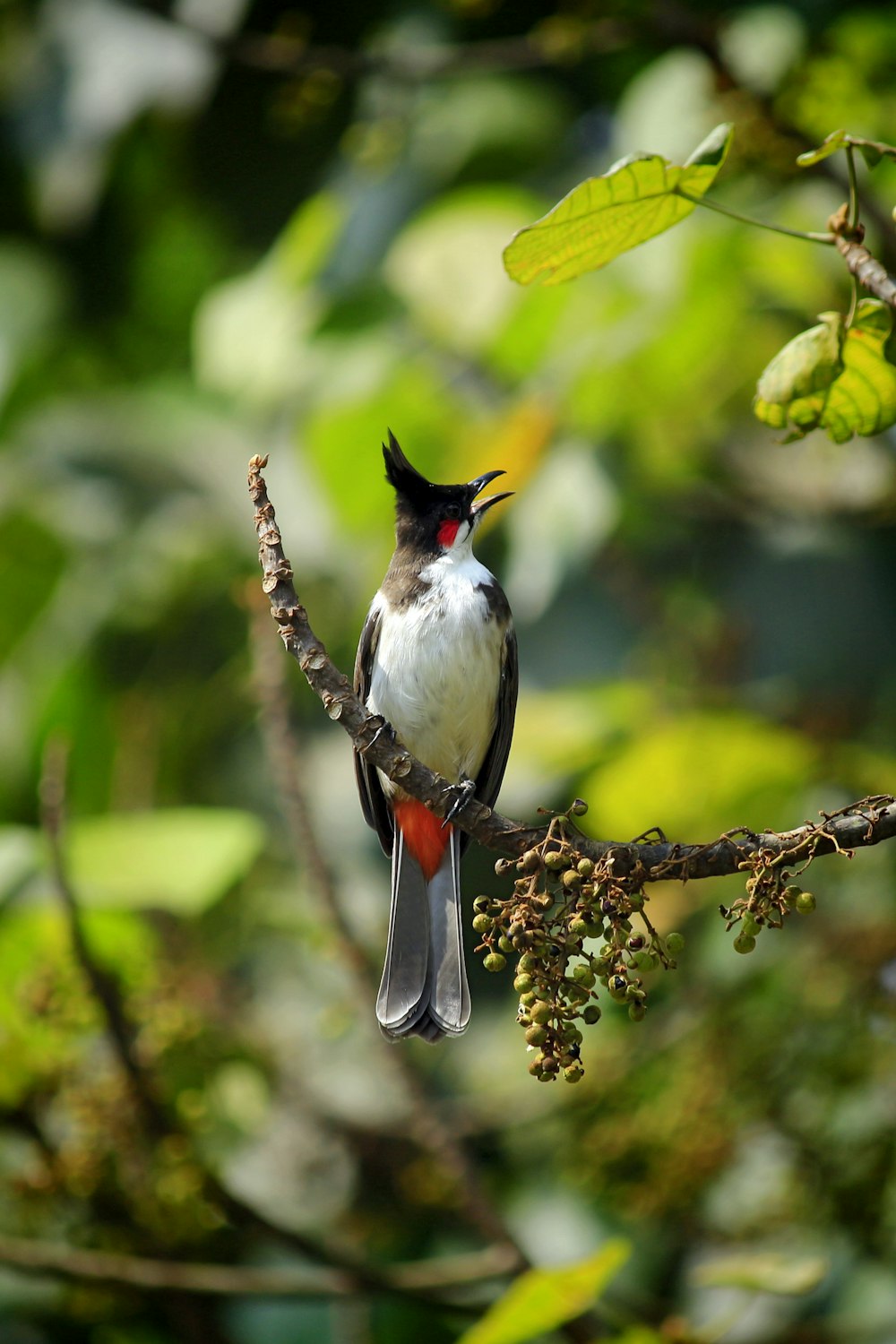 selective focus photography of bird