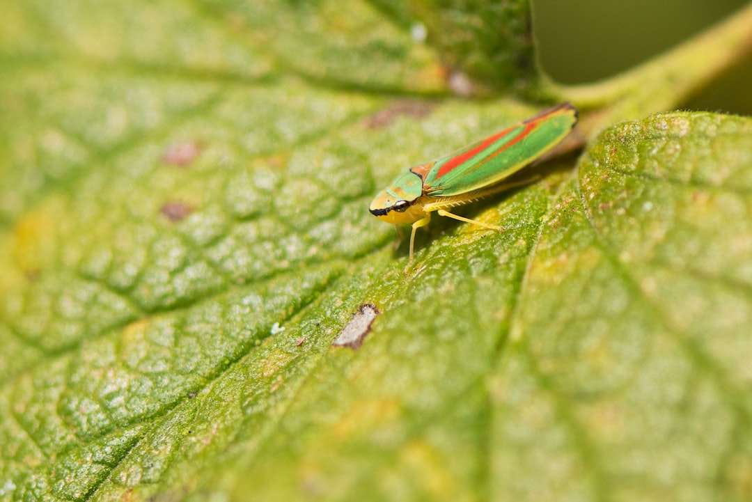 green grasshopper on leaf