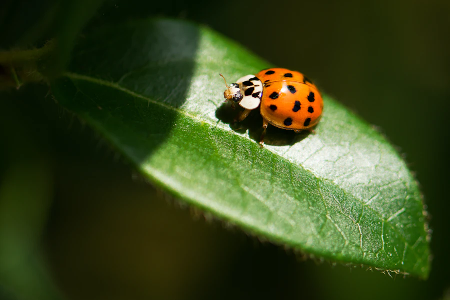 Closeup of a ladybug on a leaf