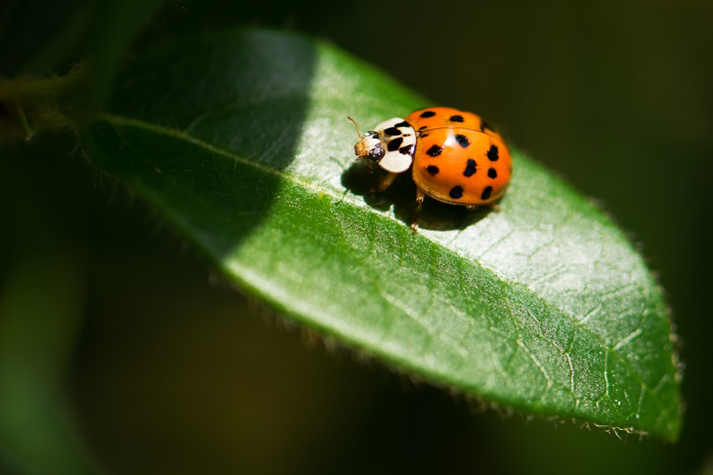 fotografia ravvicinata di coccinella su foglia